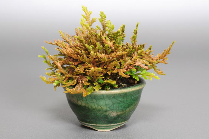 コガネシダQ-1（こがねしだ・黄金羊歯）草もの盆栽の販売と育て方・作り方・Woodsia macrochlaena Kusamono bonsai