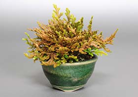 コガネシダQ（こがねしだ・黄金羊歯）草もの盆栽の成長記録-1・Woodsia macrochlaena Kusamono bonsai