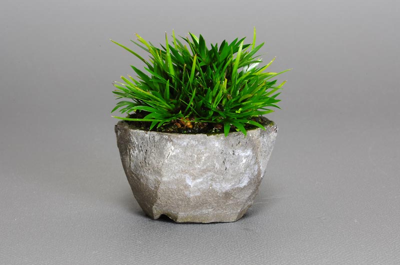 ヒメセキショウ-A1・セキショウ（せきしょう・ひめせきしょう・姫 石菖・）草もの盆栽の販売と育て方・作り方・Acorus gramineus bonsai