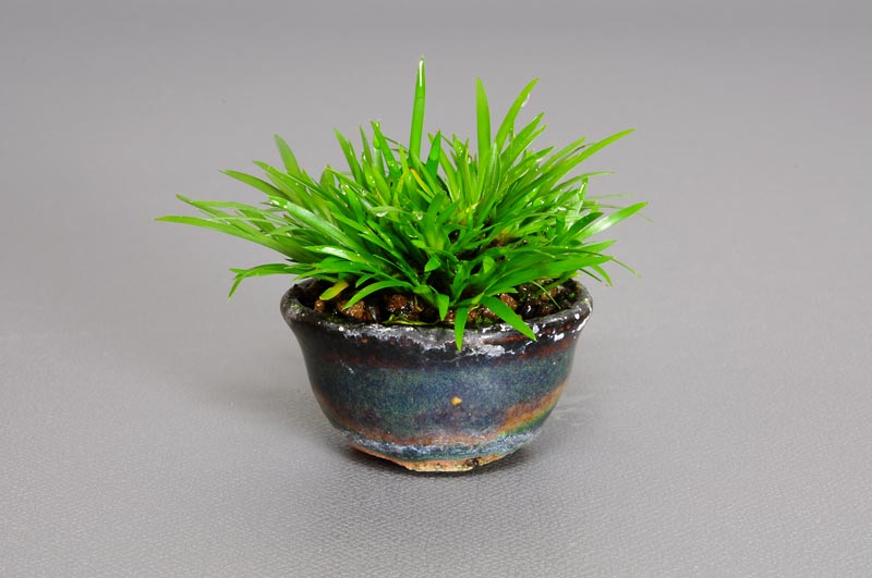 ヒメセキショウ-B1（せきしょう・ひめせきしょう・姫石菖）草もの盆栽の販売と育て方・作り方・Acorus gramineus bonsai