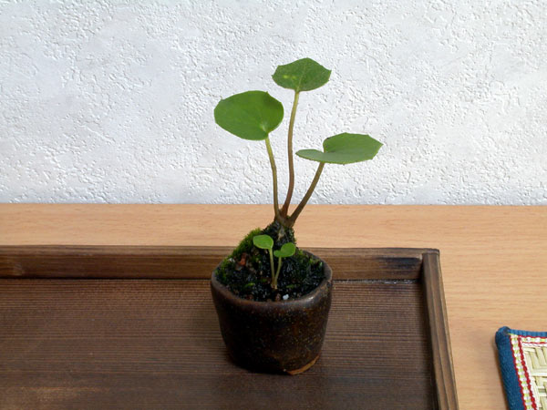 ツワブキA（つわぶき・艶蕗）草もの盆栽の販売と育て方・作り方・Farfugium japonicum bonsai