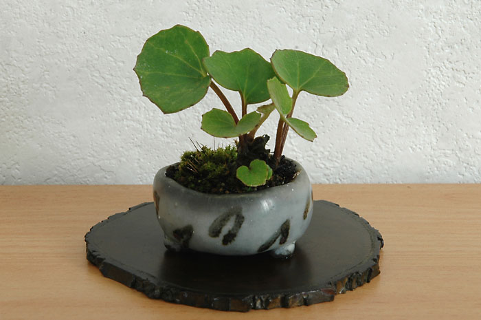 ツワブキB（つわぶき・艶蕗）草もの盆栽の販売と育て方・作り方・Farfugium japonicum bonsai