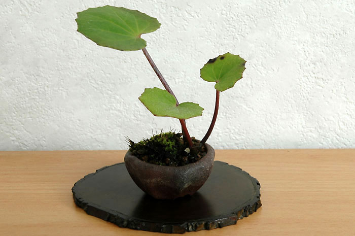 ツワブキC-1（つわぶき・艶蕗）草もの盆栽の販売と育て方・作り方・Farfugium japonicum bonsai