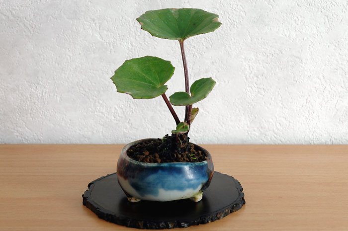 ツワブキ-D（つわぶき・艶蕗）草もの盆栽の販売と育て方・作り方・Farfugium japonicum bonsai