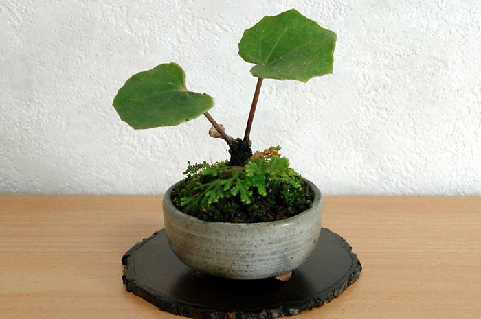 ツワブキE（つわぶき・艶蕗）草もの盆栽の販売と育て方・作り方・Farfugium japonicum bonsai