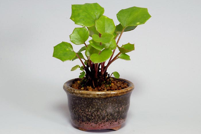 ツワブキ-I（つわぶき・艶蕗）草もの盆栽の販売と育て方・作り方・Farfugium japonicum bonsai