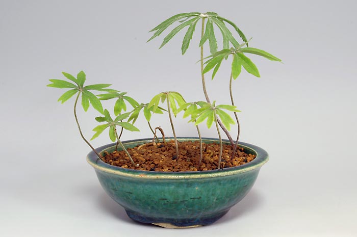 ヤブレガサ-A（やぶれがさ・破れ傘）草もの盆栽の販売と育て方・作り方・Syneilesis palmata bonsai