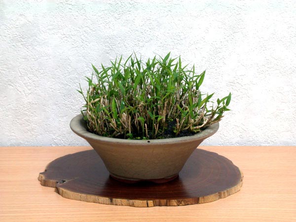 ヤクシマササ-A（やくしまささ・屋久島笹）草もの盆栽の販売と育て方・作り方・Arundinariinae kusamono bonsai
