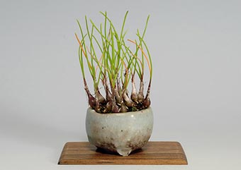 ヤマラッキョウ盆栽・山辣韮盆栽・Allium thunbergii bonsai｜おすすめの草もの盆栽