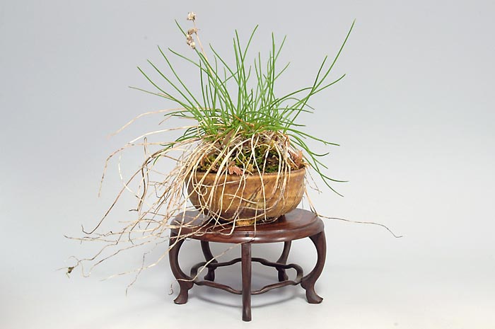 ヤマラッキョウC（やまらっきょう・山辣韮）草もの盆栽の販売と育て方・作り方・Allium thunbergii bonsai