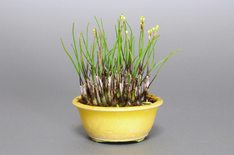 ヤマラッキョウE（やまらっきょう・山辣韮）草もの盆栽の販売と育て方・作り方・Allium thunbergii bonsai