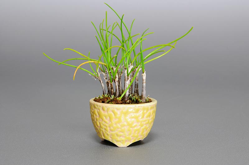 ヤマラッキョウF（やまらっきょう・山辣韮）草もの盆栽の販売と育て方・作り方・Allium thunbergii bonsai