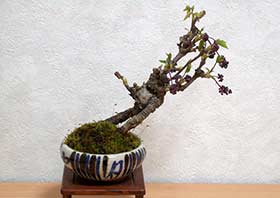 アケビ-A（あけび・木通）実もの盆栽の成長記録-1・Akebia quinata bonsai