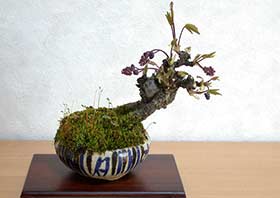 アケビ-A（あけび・木通）実もの盆栽の成長記録-2・Akebia quinata bonsai