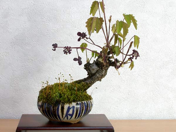 アケビ-A（あけび・木通）実もの盆栽の販売と育て方・作り方・Akebia quinata bonsai