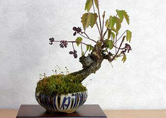 アケビ-A（あけび・木通）盆栽の樹作りの参考樹形・Akebia quinata Best bonsai