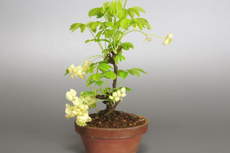 アケビB（あけび・木通）実もの盆栽の販売と育て方・作り方・Akebia quinata bonsai photo