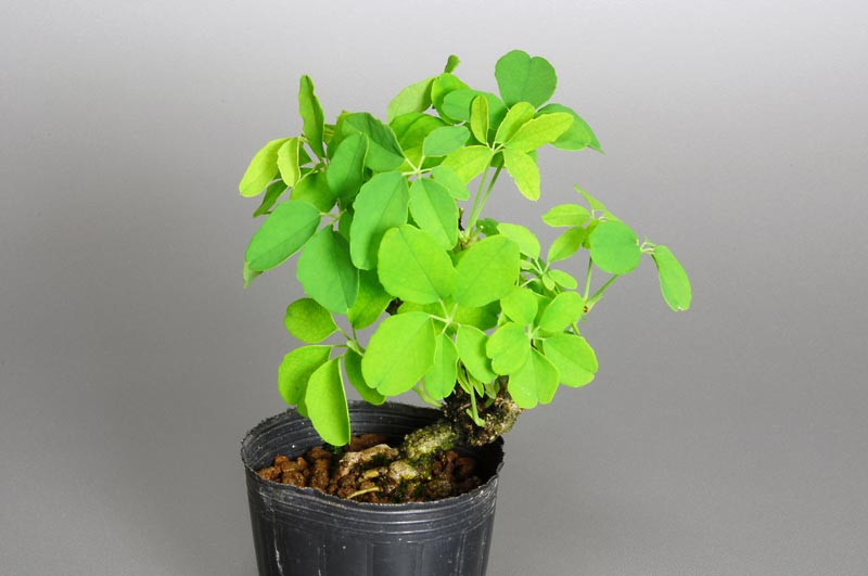 アケビC（あけび・木通）実もの盆栽の販売と育て方・作り方・Akebia quinata bonsai