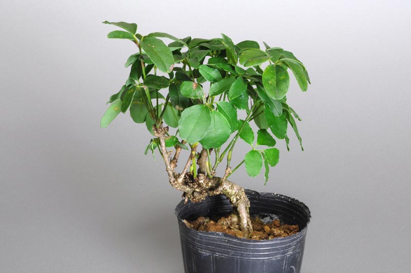 アケビE（あけび・木通）ミニ盆栽の販売と育て方・作り方・Akebia quinata bonsai