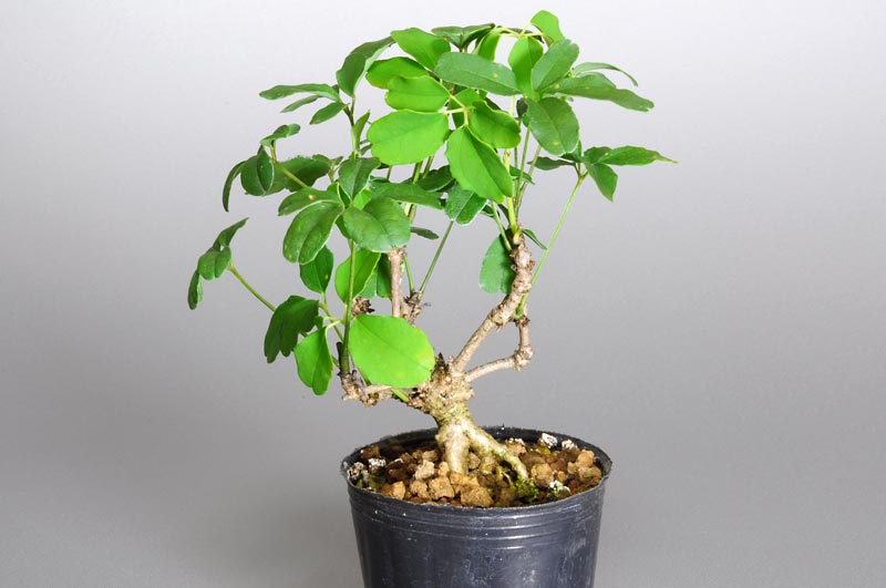 アケビF（あけび・木通）ミニ盆栽の販売と育て方・作り方・Akebia quinata bonsai