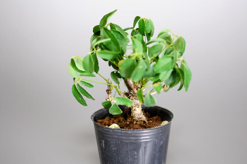 アケビG（あけび・木通）実もの盆栽の販売と育て方・作り方・Akebia quinata bonsai photo