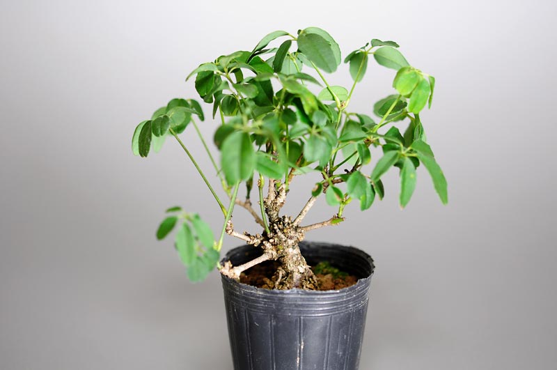 アケビH（あけび・木通）ミニ盆栽の販売と育て方・作り方・Akebia quinata bonsai