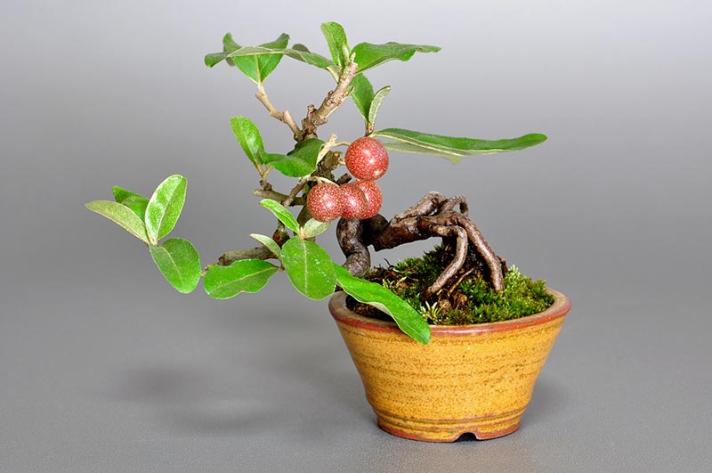 アキグミ-B1（あきぐみ・秋茱萸）実もの盆栽の販売と育て方・作り方・Elaeagnus umbellata bonsai