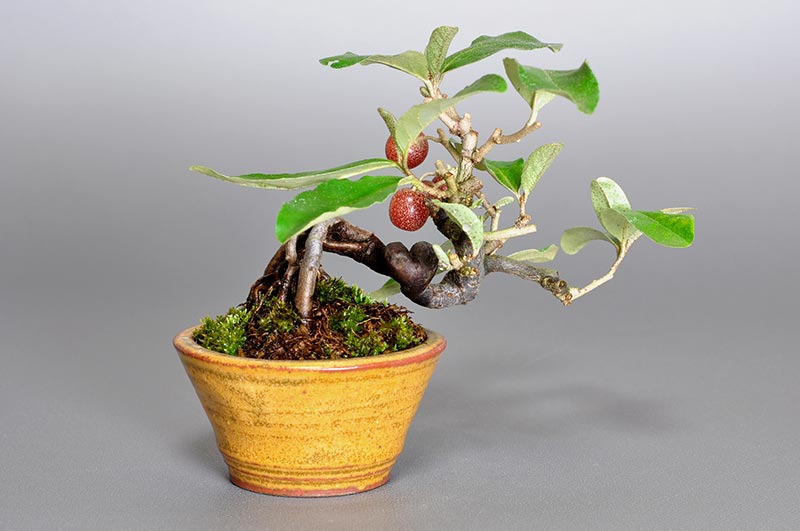 ミニ盆栽・アキグミ-B1（あきぐみ・秋茱萸）実もの盆栽を裏側から見た景色・Elaeagnus umbellata bonsai
