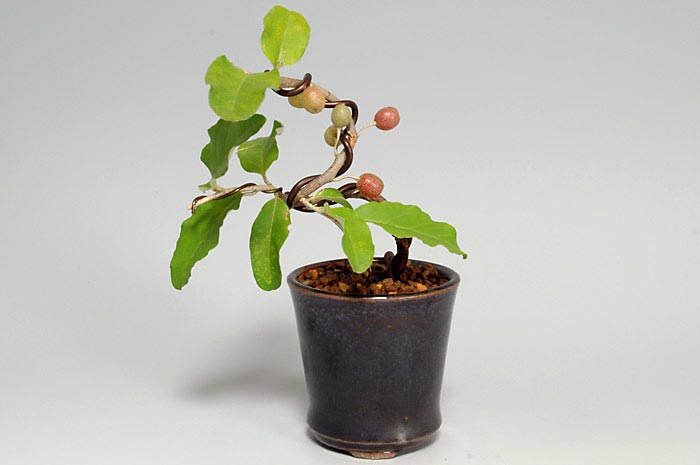 アキグミ-R（あきぐみ・秋茱萸）実もの盆栽の販売と育て方・作り方・Elaeagnus umbellata bonsai