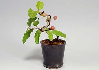 アキグミ-R（あきぐみ・秋茱萸）盆栽の樹作りの参考樹形・Elaeagnus umbellata Best bonsai