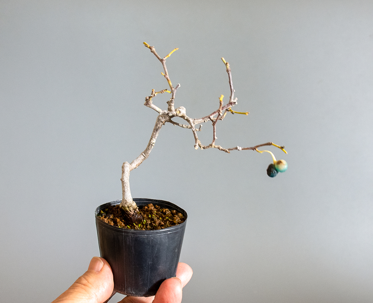 アオカズラ-G2（あおかずら・青葛）ルリビョウタン（るりびょうたん・瑠璃瓢箪）実もの盆栽を裏側から見た景色・Sabia japonica bonsai