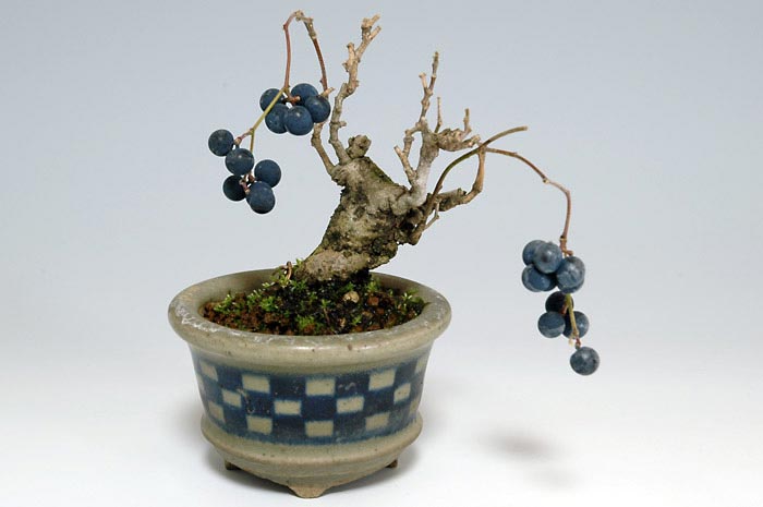 アオツヅラフジ-B（あおつづらふじ・青葛藤）青葛藤の販売と育て方・作り方・Cocculus orbiculatus bonsai