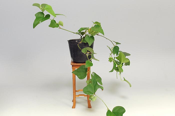アオツヅラフジL（あおつづらふじ・青葛藤）実もの盆栽の販売と育て方・作り方・Cocculus orbiculatus bonsai photo