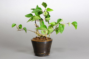 アオツヅラフジ-S（あおつづらふじ・青葛藤）盆栽の樹作りの参考樹形・Cocculus orbiculatus Best bonsai