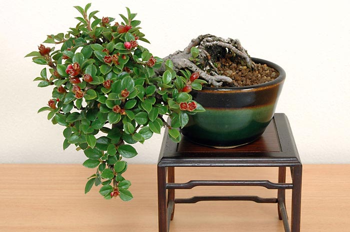 ベニシタン-C（べにしたん・紅紫檀）実もの盆栽の販売と育て方・作り方・Cotoneaster horizontalis bonsai