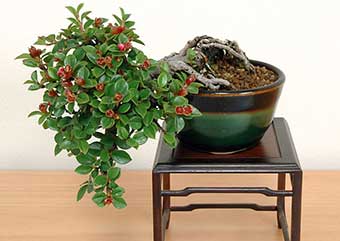 ベニシタン-C（べにしたん・紅紫檀）盆栽の樹作りの参考樹形・Cotoneaster horizontalis Best bonsai