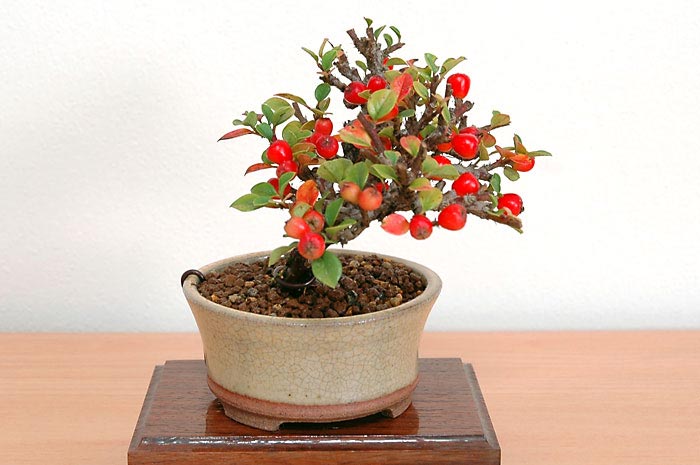 ベニシタン-D（べにしたん・紅紫檀）実もの盆栽を左側から見た景色・Cotoneaster horizontalis bonsai