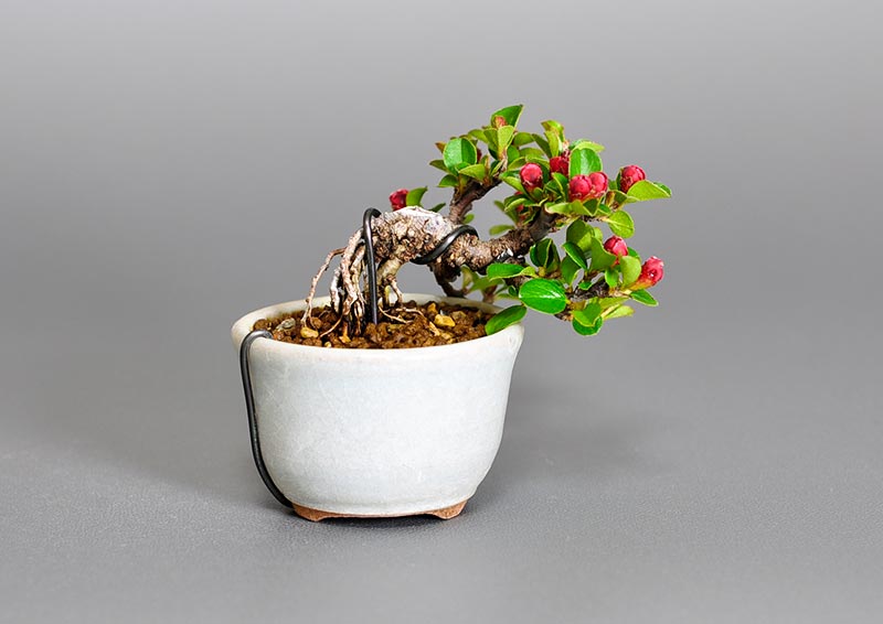 ベニシタン-I（べにしたん・紅紫檀）実もの盆栽を裏側から見た景色・Cotoneaster horizontalis bonsai
