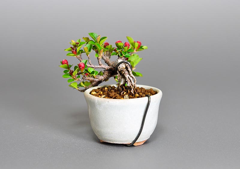 ベニシタン-I（べにしたん・紅紫檀）実もの盆栽を右側から見た景色・Cotoneaster horizontalis bonsai