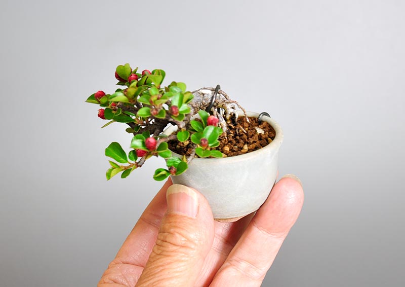 ベニシタン-I（べにしたん・紅紫檀）実もの盆栽の手乗りの景色・Cotoneaster horizontalis bonsai