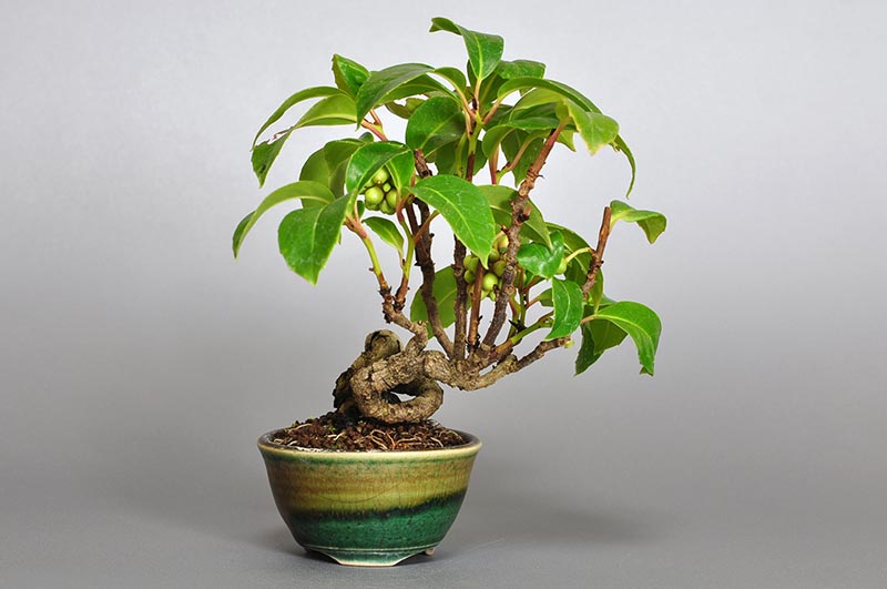 ビナンカズラE（びなんかずら・美男葛）Kadsura japonica bonsai