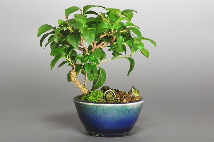 エゴノキC（えごのき・売子の木）実もの盆栽を裏側から見た景色・Styrax japonica bonsai