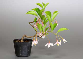 エゴノキ-J（えごのき・売子の木）盆栽の樹作りの参考樹形・Styrax japonica Best bonsai