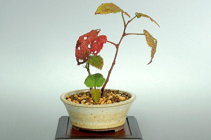 ミヤマフユイチゴA（みやまふゆいちご・深山冬苺）実もの盆栽の販売と育て方・作り方・Rubus hakonensisi bonsai