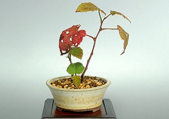 ミヤマフユイチゴ-A（みやまふゆいちご・深山冬苺）盆栽の樹作りの参考樹形・Rubus hakonensisi Best bonsai
