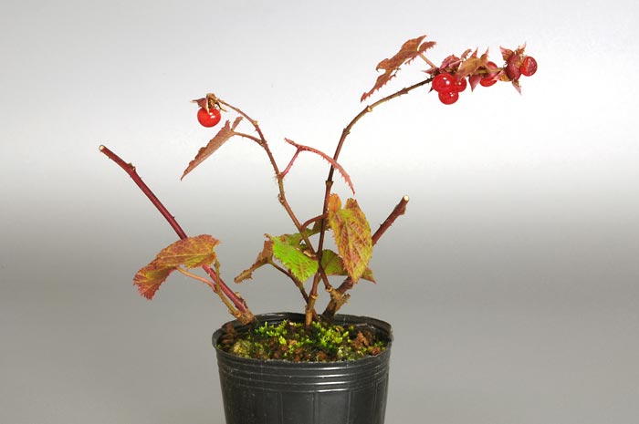 ミヤマフユイチゴD（みやまふゆいちご・深山冬苺）実もの盆栽の販売と育て方・作り方・Rubus hakonensisi bonsai