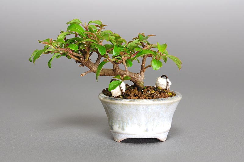 ミニ盆栽・ガマズミ-B1（がまずみ・雲南莢迷）実もの盆栽を裏側から見た景色・Viburnum dilatatum bonsai
