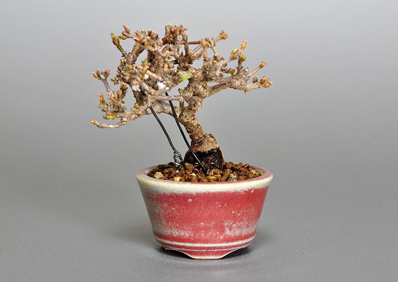 ガマズミ-F1-1（がまずみ・金華山莢迷）実もの盆栽の販売と育て方・作り方・Viburnum dilatatum bonsai