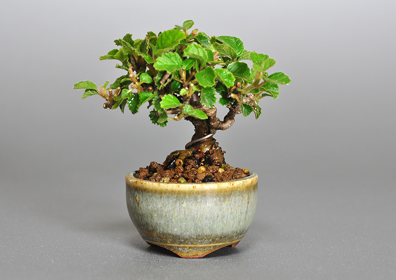 ガマズミ-H1（がまずみ・金華山莢迷）実もの盆栽の販売と育て方・作り方・Viburnum dilatatum bonsai