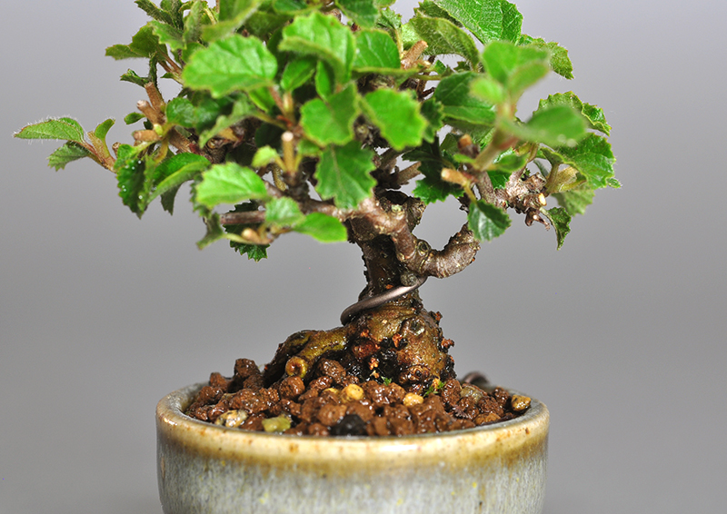 ガマズミ-H1（がまずみ・金華山莢迷）実もの盆栽を拡大して見た景色・Viburnum dilatatum bonsai